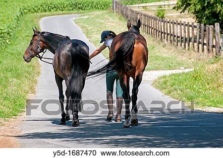 Stock Image - young woman walking on the road with two horses, Meyrin Village close to Geneva, Switzerland, Europe. Fotosearch