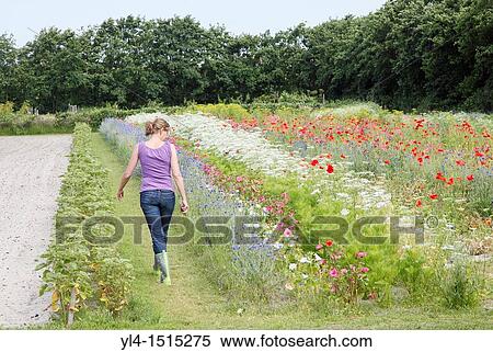 Young woman walks through flower garden, Terschelling, Netherlands View Large Photo Image Stock Photography - Young woman walks through flower garden, Terschelling, Netherlands. Fotosearch