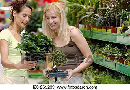 Young women looking for house plants at shopping center View Large Photo Image Stock Photo - Young women looking for house plants at shopping center. Fotosearch