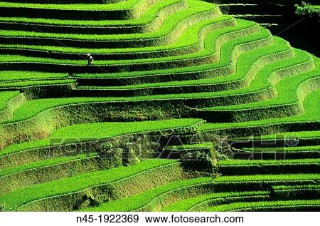 Stock Photo - Yuanyang; A Farmer is checking his Ricefield; Rice Terrace; Rice Paddies; Terraced Rice Fields; China.. Fotosearch
