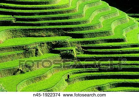 Yuanyang; Rice Terrace; Rice Paddies; Terraced Rice Fields; China. View Large Photo Image Picture - Yuanyang; Rice Terrace; Rice Paddies; Terraced Rice Fields; China.. Fotosearch