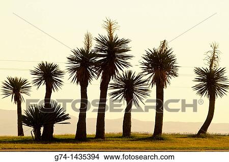 Yucca Cactus plants at sunrise along highway I-10 near Van Horn in west Texas, USA View Large Photo Image Picture - Yucca Cactus plants at sunrise along highway I-10 near Van Horn in west Texas, USA. Fotosearch