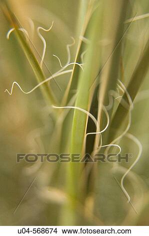 Picture - Yucca plant fibers, Moab, Utah. Fotosearch