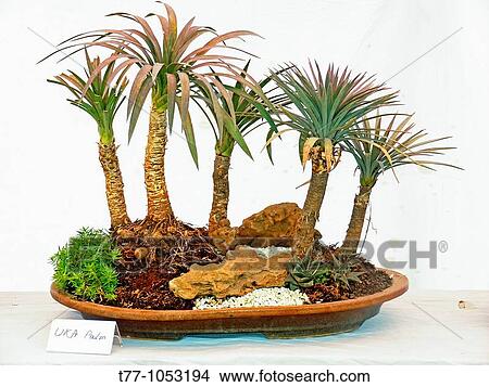 Yucca UKA palm bonsai View Large Photo Image Picture - Yucca UKA palm bonsai. Fotosearch