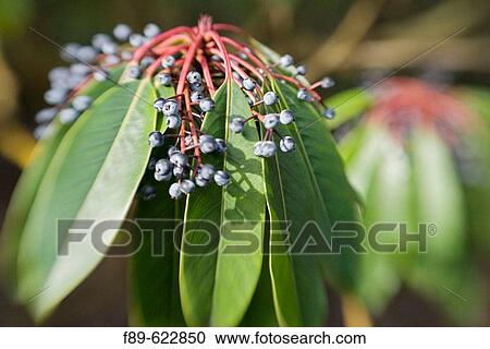 Yuzuri-ha fruit & foliage, blur effect (Daphniphyllum macropodum). VanDusen, Vancouver, BC. View Large Photo Image Stock Image - Yuzuri-ha fruit & foliage, blur effect (Daphniphyllum macropodum). VanDusen, Vancouver, BC.. Fotosearch