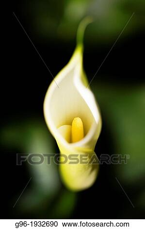 Zantedeschia aethiopica, Cala View Large Photo Image Stock Image - Zantedeschia aethiopica, Cala. Fotosearch