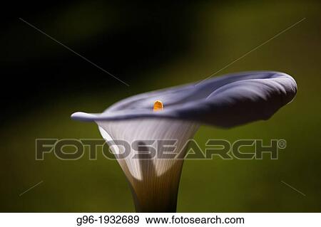 Zantedeschia aethiopica, Cala View Large Photo Image Stock Photo - Zantedeschia aethiopica, Cala. Fotosearch
