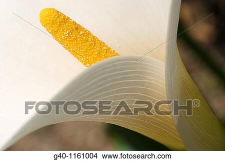 Zantedeschia aethiopica View Large Photo Image Picture - Zantedeschia aethiopica. Fotosearch