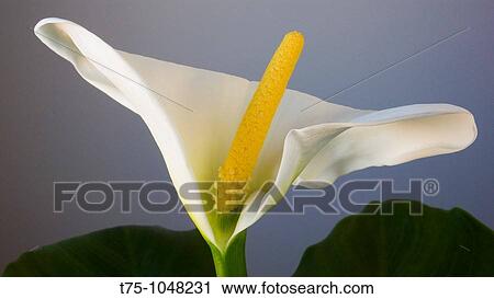 Zantedeschia View Large Photo Image Stock Image - Zantedeschia. Fotosearch