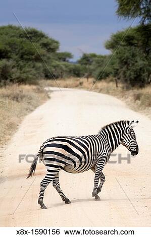 Zebra crossing the road, Tarangire National Park, Tanzania View Large Photo Image Stock Photograph - Zebra crossing the road, Tarangire National Park, Tanzania. Fotosearch