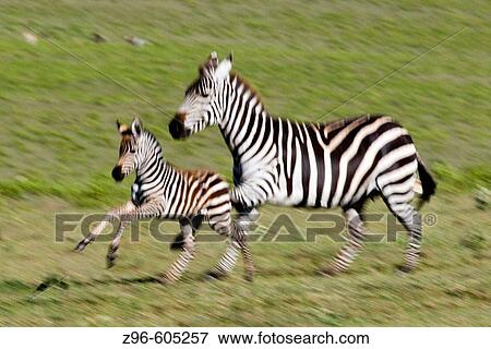 Stock Photo - Zebra (Equus burchelli). Serengeti, Tanzania, Africa.. Fotosearch