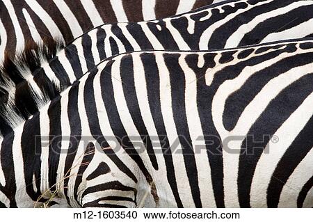 Zebra in the Masai Mara View Large Photo Image Stock Image - Zebra in the Masai Mara. Fotosearch