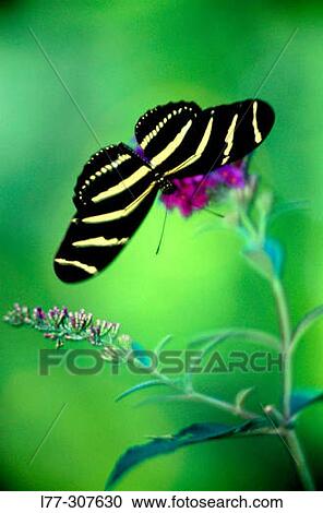 Zebra Longwing Butterfly (Heliconius charitonius) View Large Photo Image Stock Image - Zebra Longwing Butterfly (Heliconius charitonius). Fotosearch