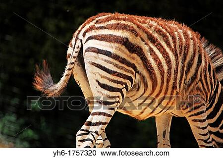 Stock Image - Zebra. Fotosearch