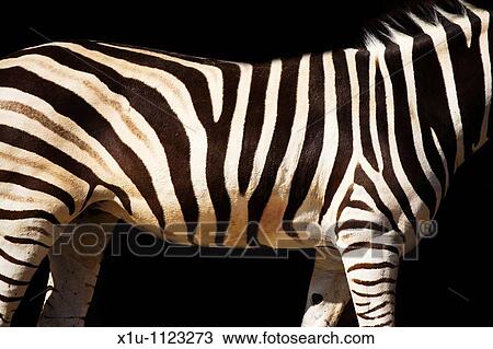 Zebra Stripes Taronga Zoo Sydney New South Wales Australia View Large Photo Image Stock Image - Zebra Stripes Taronga Zoo Sydney New South Wales Australia. Fotosearch