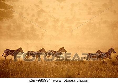 Picture - Zebras crossing the Serengeti at sunset. Fotosearch