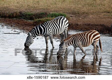 Stock Photo - Zebras drinking at the river, Serengeti National Park, Tanzania. Fotosearch
