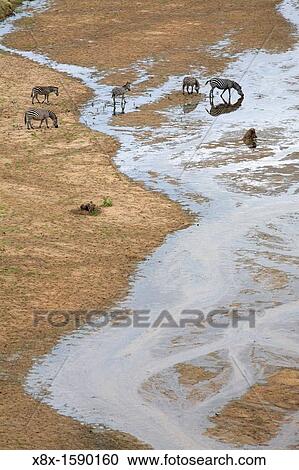 Stock Image - Zebras drinking at the river, Tarangire National Park, Tanzania. Fotosearch