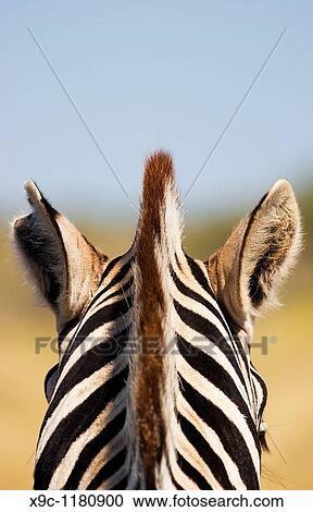 Zebra's Head View Large Photo Image Stock Image - Zebra's Head. Fotosearch