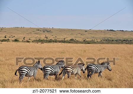 Stock Image - zebras in Masai Mara, Kenia. Fotosearch