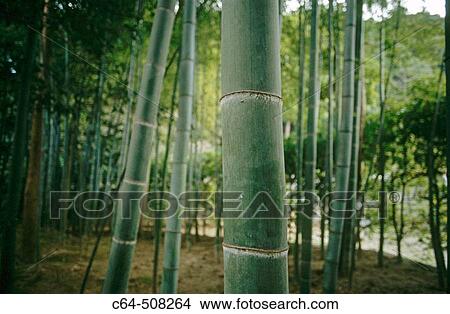 Zen Temple. Kyoto. Japan View Large Photo Image Picture - Zen Temple. Kyoto. Japan. Fotosearch