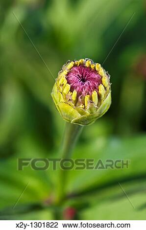 Zinnia bud close-up, Asteraceae View Large Photo Image Stock Image - Zinnia bud close-up, Asteraceae. Fotosearch
