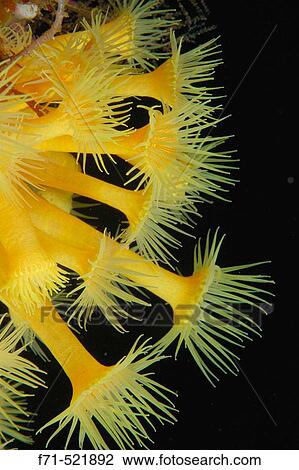 Stock Image - Zoanthids (Parazoanthus sp. ). Crayfish Island. Dusky Sound. Fiordland. New Zealand. Tasman Sea.. Fotosearch