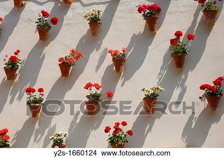 Zoco, Flowerpots in typical courtyard, Cordoba, Region of Andalusia, Spain, Europe View Large Photo Image Picture - Zoco, Flowerpots in typical courtyard, Cordoba, Region of Andalusia, Spain, Europe. Fotosearch
