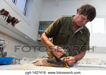 Zooligist Ben Hoffman cleaning a Lanner Falcon's claw with disinfectant at the African Bird of Prey Sanctuary's Raptor Clinic View Large Photo Image Stock Photograph - Zooligist Ben Hoffman cleaning a Lanner Falcon's claw with disinfectant at the African Bird of Prey Sanctuary's Raptor Clinic. Fotosearch