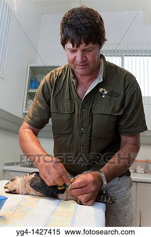 Stock Photography - Zooligist Ben Hoffman treating a Lanner Falcon at the African Bird of Prey Sanctuary's Raptor Clinic. Fotosearch