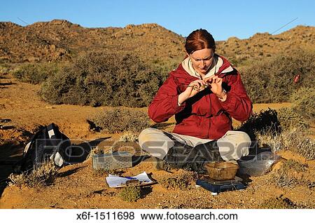 Zoologist examining a Four-striped grass mouse, Rhabdomys pumilio, during field research work in the Goegap Nature Reserve, Namaqualand, South Africa View Large Photo Image Stock Photo - Zoologist examining a Four-striped grass mouse, Rhabdomys pumilio, during field research work in the Goegap Nature Reserve, Namaqualand, South Africa. Fotosearch