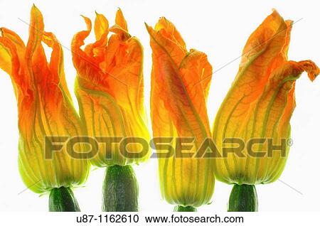 Stock Image - Zucchini flowers, Courgette blooms, Pumpkin flower. Fotosearch