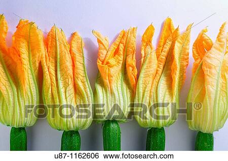 Zucchini flowers, Courgette blooms, Pumpkin flower View Large Photo Image Stock Photograph - Zucchini flowers, Courgette blooms, Pumpkin flower. Fotosearch
