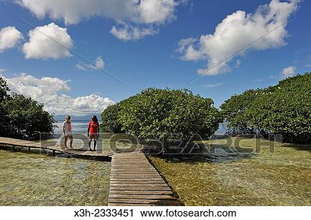 Stock Image - exploring mangrove, Grand Cul-de-sac Marin, Vieux-Bourg, Morne-a-l'eau, Grande-Terre, Guadeloupe, overseas region of France, Leewards Islands, Lesser Antilles, Caribbean.. Fotosearch