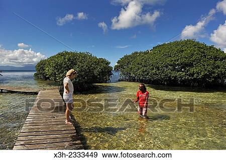 exploring mangrove, Grand Cul-de-sac Marin, Vieux-Bourg, Morne-a-l'eau, Grande-Terre, Guadeloupe, overseas region of France, Leewards Islands, Lesser Antilles, Caribbean. View Large Photo Image Stock Photo - exploring mangrove, Grand Cul-de-sac Marin, Vieux-Bourg, Morne-a-l'eau, Grande-Terre, Guadeloupe, overseas region of France, Leewards Islands, Lesser Antilles, Caribbean.. Fotosearch