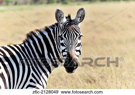 Face and head of a Zebra, Equus burchelli, Masai Mara, Kenya. View Large Photo Image Stock Photo - Face and head of a Zebra, Equus burchelli, Masai Mara, Kenya.. Fotosearch