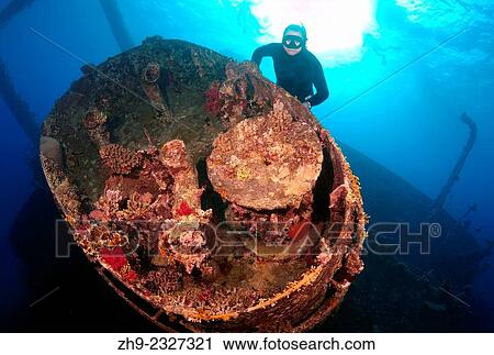 Stock Image - Freediver dives on the wreckship Gianis D. Red Sea, Sharm El Sheikh, Egyp.. Fotosearch