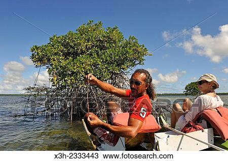 guide explaining the reproduction of rhizophora during a pedalboat trip around the mangrove swamp, Grand Cul-de-sac Marin, Vieux-Bourg, Morne-a-l'eau, Grande-Terre, Guadeloupe, overseas region of France, Leewards Islands, Lesser Antilles, Caribbean. View Large Photo Image Stock Image - guide explaining the reproduction of rhizophora during a pedalboat trip around the mangrove swamp, Grand Cul-de-sac Marin, Vieux-Bourg, Morne-a-l'eau, Grande-Terre, Guadeloupe, overseas region of France, Leewards Islands, Lesser Antilles, Caribbean.. Fotosearch