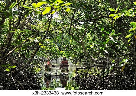 pedalboat trip around the mangrove swamp, Grand Cul-de-sac Marin, Vieux-Bourg, Morne-a-l'eau, Grande-Terre, Guadeloupe, overseas region of France, Leewards Islands, Lesser Antilles, Caribbean. View Large Photo Image Stock Photo - pedalboat trip around the mangrove swamp, Grand Cul-de-sac Marin, Vieux-Bourg, Morne-a-l'eau, Grande-Terre, Guadeloupe, overseas region of France, Leewards Islands, Lesser Antilles, Caribbean.. Fotosearch