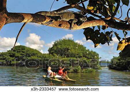 pedalboat trip around the mangrove swamp, Grand Cul-de-sac Marin, Vieux-Bourg, Morne-a-l'eau, Grande-Terre, Guadeloupe, overseas region of France, Leewards Islands, Lesser Antilles, Caribbean. View Large Photo Image Stock Photo - pedalboat trip around the mangrove swamp, Grand Cul-de-sac Marin, Vieux-Bourg, Morne-a-l'eau, Grande-Terre, Guadeloupe, overseas region of France, Leewards Islands, Lesser Antilles, Caribbean.. Fotosearch