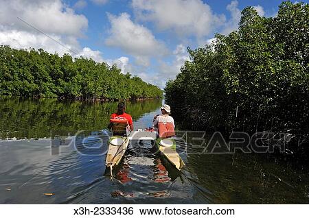 pedalboat trip around the mangrove swamp, Grand Cul-de-sac Marin, Vieux-Bourg, Morne-a-l'eau, Grande-Terre, Guadeloupe, overseas region of France, Leewards Islands, Lesser Antilles, Caribbean. View Large Photo Image Stock Photograph - pedalboat trip around the mangrove swamp, Grand Cul-de-sac Marin, Vieux-Bourg, Morne-a-l'eau, Grande-Terre, Guadeloupe, overseas region of France, Leewards Islands, Lesser Antilles, Caribbean.. Fotosearch