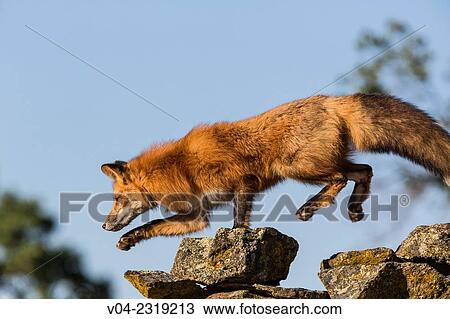 Red fox (Vulpes vulpes) walking on rocks, captive, California, USA View Large Photo Image Stock Image - Red fox (Vulpes vulpes) walking on rocks, captive, California, USA. Fotosearch