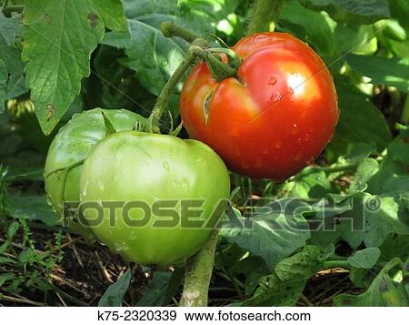 Stock Photo - ripe and non ripe tomatoes. Fotosearch