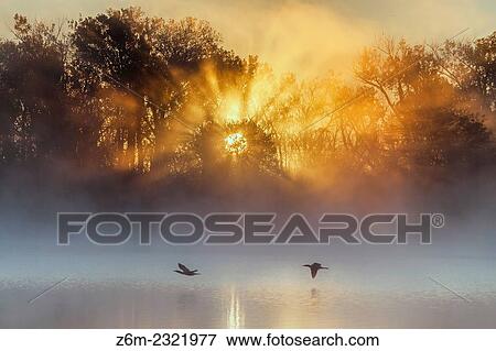 Stock Photo - Rising sun over western Iowa casts rays of light through trees at Desoto Bend NWR.. Fotosearch