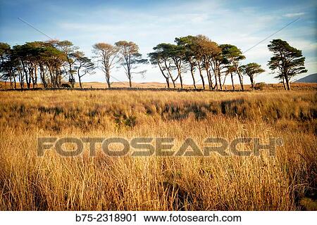 rural landscape with pines and golden steppe with blue sky in the mountain road from Howes to Hubberholme in Yorkshire Dales, England, UK, Europe View Large Photo Image Stock Image - rural landscape with pines and golden steppe with blue sky in the mountain road from Howes to Hubberholme in Yorkshire Dales, England, UK, Europe. Fotosearch