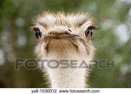 Spain, Balearic Islands, Mallorca, Portrait of ostrich in captivity View Large Photo Image Stock Image - Spain, Balearic Islands, Mallorca, Portrait of ostrich in captivity. Fotosearch