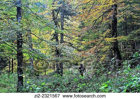 The Irati Forest, Navarre, Spain View Large Photo Image Stock Photo - The Irati Forest, Navarre, Spain. Fotosearch