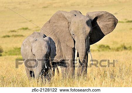 Young Elephant, Loxodonta africana, with its mother, Kenya. View Large Photo Image Stock Image - Young Elephant, Loxodonta africana, with its mother, Kenya.. Fotosearch