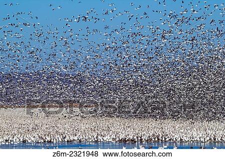 2011 spring snow geese migration maxes out around 1. 3 million at woman Creek NWR in northwest Missouri. View Large Photo Image Stock Photo - 2011 spring snow geese migration maxes out around 1. 3 million at woman Creek NWR in northwest Missouri.. Fotosearch