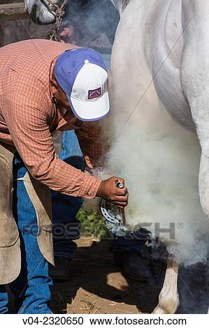 A horseshoer (blacksmith) shoeing a horse, California, USA View Large Photo Image Stock Image - A horseshoer (blacksmith) shoeing a horse, California, USA. Fotosearch
